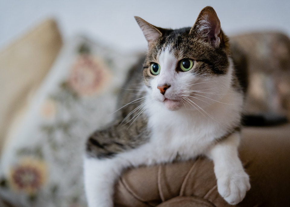 cat pic!!!